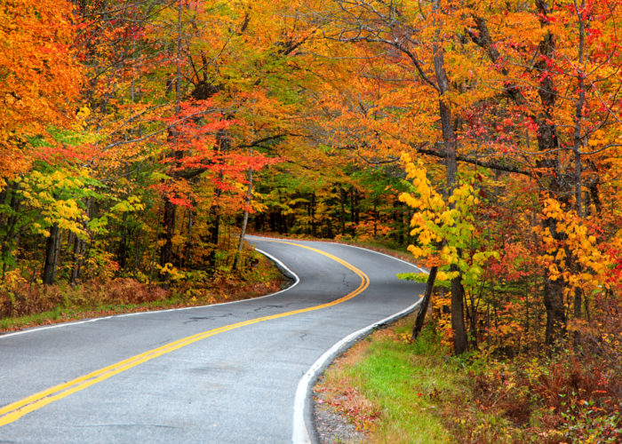 Empty road leading into an autumn woods