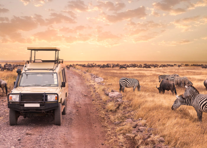 Safari game drive vehicle driving down road beside herd of zebras