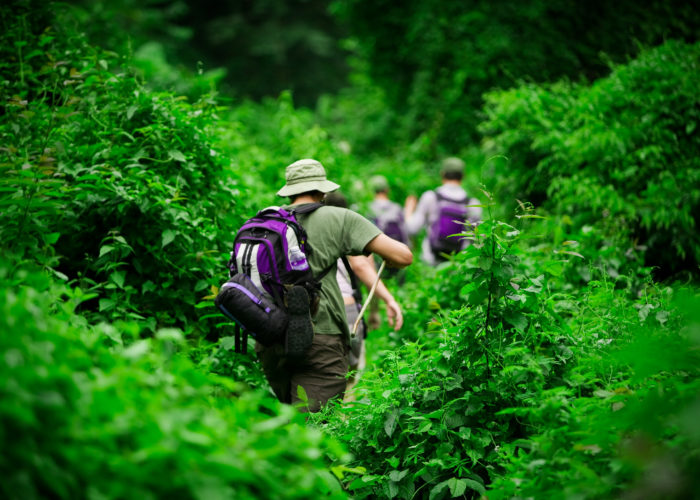 Three hikers trekking through thick, green forest growth