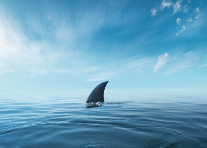 Shark fin above water