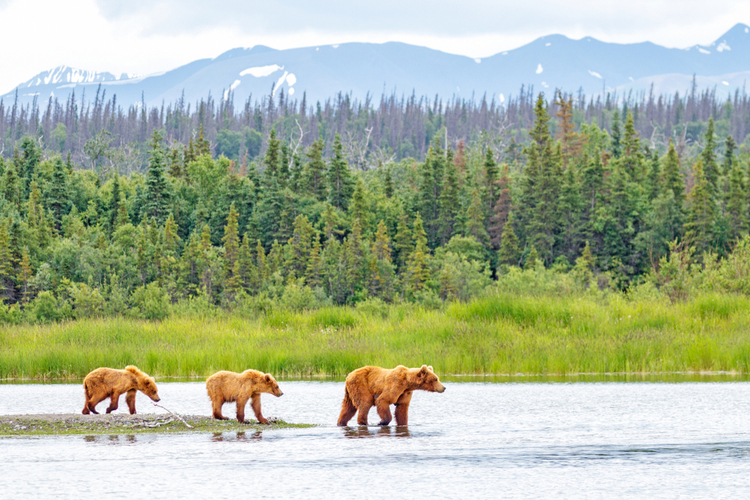 Katami national park bears crossing river hunting salmon