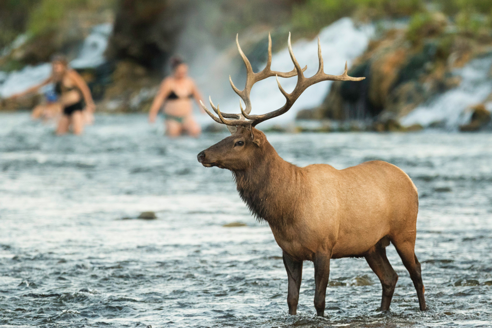 elk in yellowstone national park