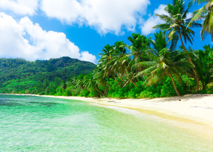 tropical beach with palm trees.